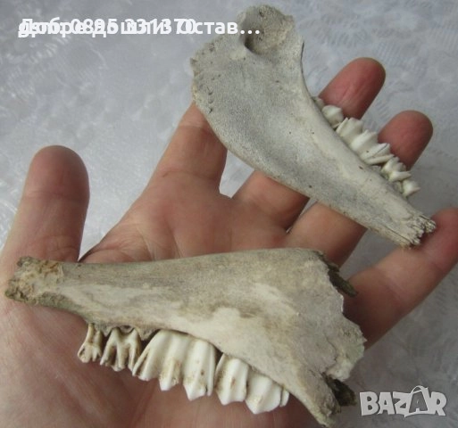 Стари черепи, кости, зъби, челюсти и други кокали от животно за декорация, череп кокал кост , снимка 15 - Други - 42322146