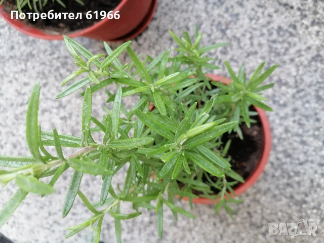 Розмарин! , снимка 3 - Градински цветя и растения - 51775004