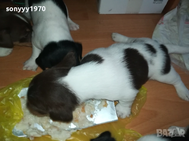 джак ръсел-кученце по избор 250лв за брой 1809250756, снимка 14 - Джак ръсел териер - 51752344