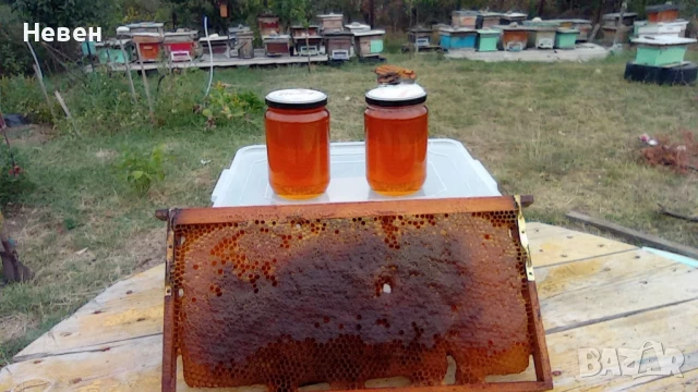 Пчелни майки - Отводки, снимка 10 - За пчели - 37024156