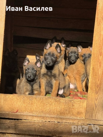 белгийска овчарка малиноа 