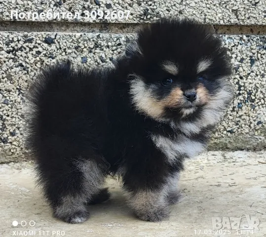 Померан момче, снимка 3 - Померан - 49248628