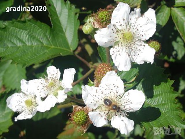 Сладка , гигаска Къпина  Сорт Астерина , снимка 3 - Разсади - 35028469