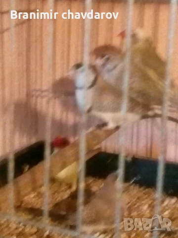 продавам амадини , снимка 7 - Амадини - 51182745