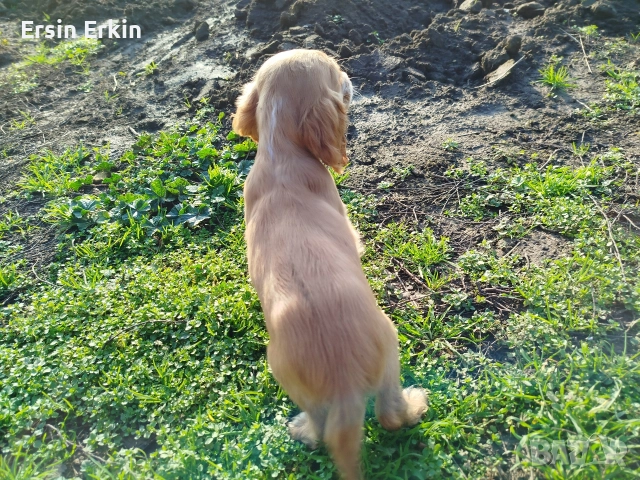 кокер шпаньол , снимка 4 - Кокер шпаньол - 52793522