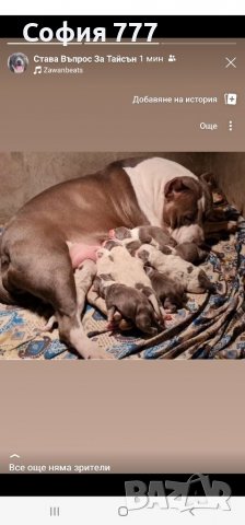 Топ Американско були XL малки кученца от добри родители, снимка 10 - Питбул - 38428910