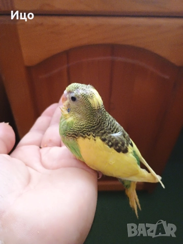 Социални вълнисти папагали