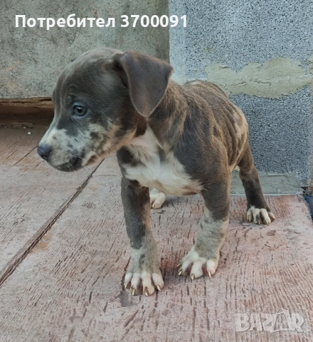 питбул, снимка 3 - Питбул - 52775499