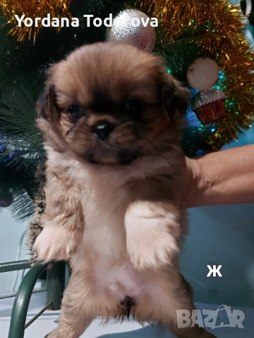 Продавам кучета Пекинез! 🐶, снимка 2 - Пекинез - 52560955