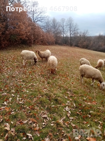 Продавам овце , снимка 6 - Овце - 52642928