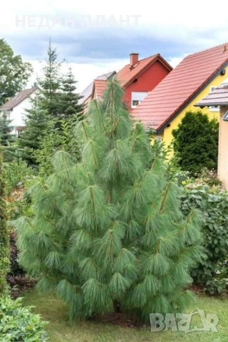 Хималайски бор