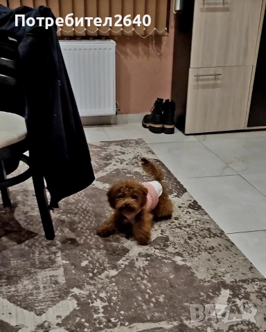 Той пудел red brown ДОСТАВКА!, снимка 10 - Пудели - 52797062