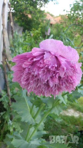 Градински мак, снимка 2 - Сортови семена и луковици - 26210382