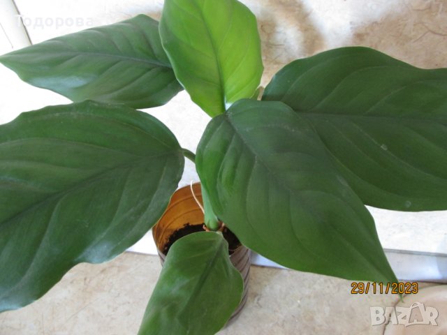 арабска кала, снимка 2 - Стайни растения - 43217870