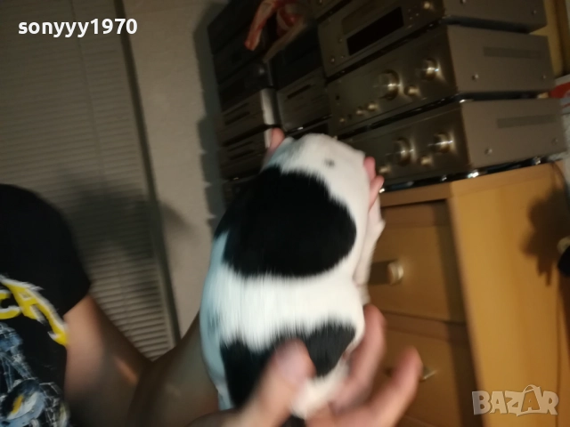 ДЖАК И ОЩЕ КАК-250ЛВ ЗА КУТРЕ 1410251958, снимка 8 - Джак ръсел териер - 52055647