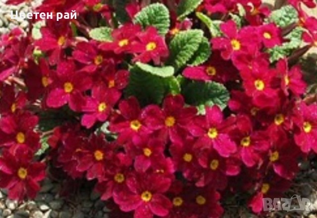 Домашна иглика с грудка , снимка 14 - Градински цветя и растения - 51949012