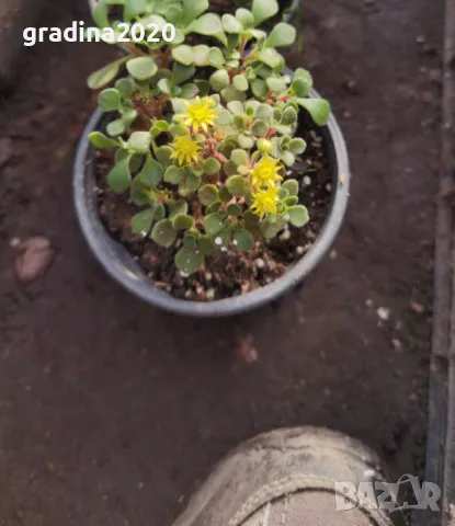 Дървото на парите Разсад , снимка 7 - Разсади - 49213189