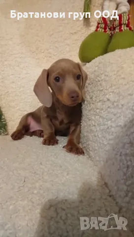 Мини Дакел , снимка 4 - Дакели - 48220381