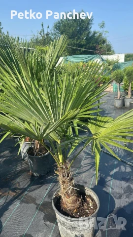 Палма Трахикарпус -22, снимка 5 - Градински цветя и растения - 50637983
