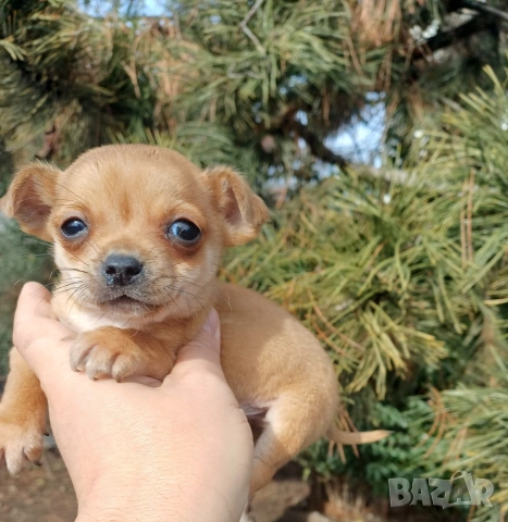 Чистокръвни мини чихуахуа , снимка 9 - Чихуахуа - 53380954