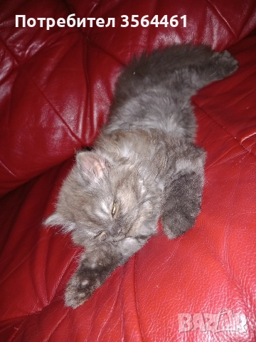 продавам персийско коте-мъжко