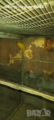 Продавам кикирики , снимка 2 - Папагали - 51487830