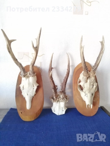 Рога от саръндаци и зъби от диво прасе, 70-80те години