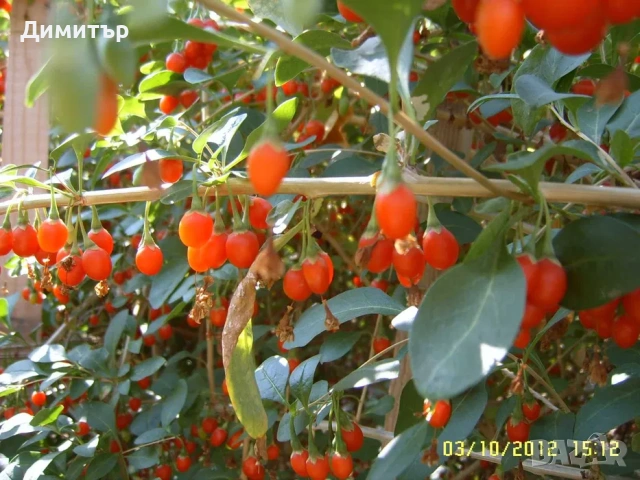 Разсад Годжи бери