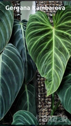 Philodendron Splendid 