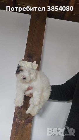 Бивер Йоркширски териер момиче 