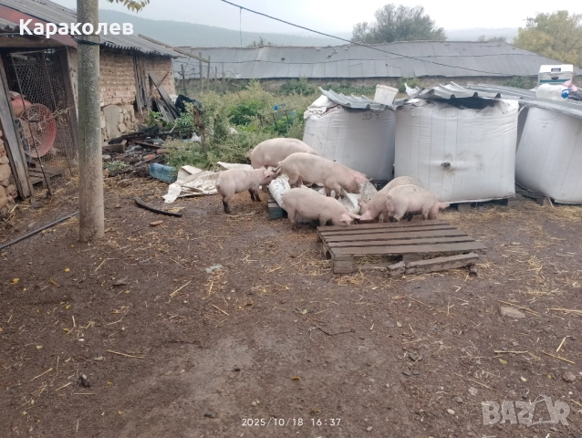 Прасета за угояване и банкети, снимка 9 - Прасета - 52101419