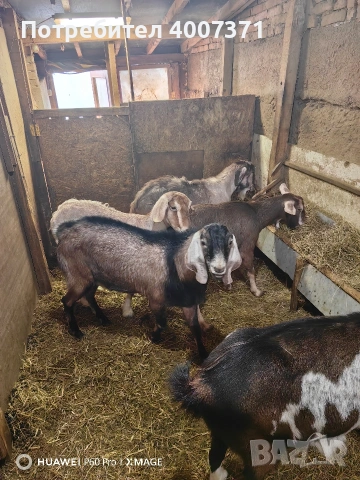 4 кози и чистокръвен англонубийски пръч , снимка 6 - Кози - 53130276