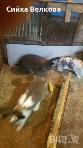 Зайци, снимка 3 - Други животни - 52709349