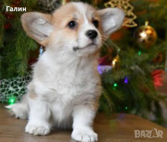 Уелско Корги пембрук в Други в гр. Пловдив - ID34708071 | Bazar.bg