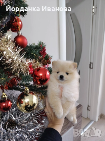 Померан , снимка 4 - Померан - 52594492