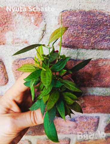 Хоя. Hoya sp. NS12-323 microdwarf 