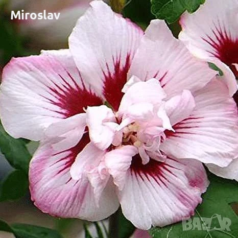 Хибискус Кичест 4 налични цвята, снимка 5 - Градински цветя и растения - 50890162