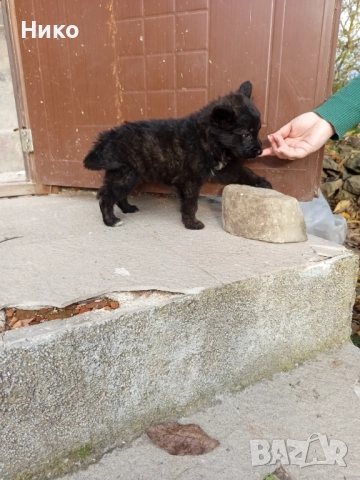 Немски овчарки , снимка 3 - Немска овчарка - 52176583