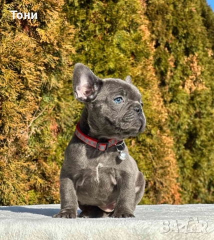 Френски Булдог French Bulldog Blue