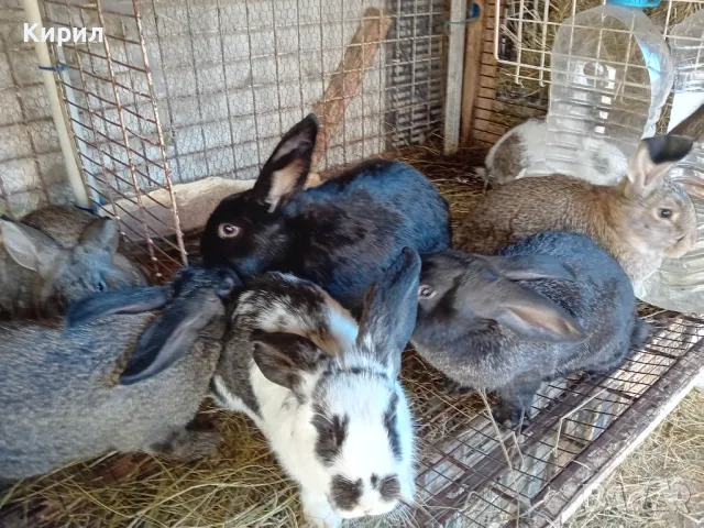 Зайци, снимка 7 - Други животни - 48005558