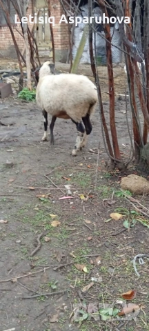 Продавам редовна овца