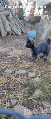 Подаряваме кученца, снимка 3 - Други - 52823300