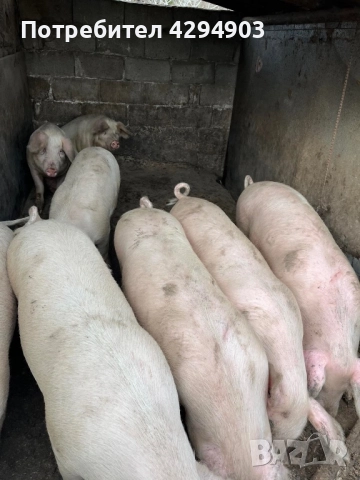 Продавам прасета, снимка 2 - Прасета - 52895586