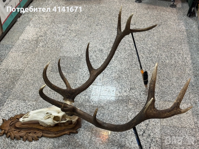 Еленски Череп с рога и дърворезба за украса  , снимка 3 - Други стоки за дома - 53512986