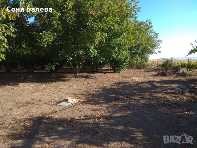 Орехова градина - 20 дка, снимка 14 - Земеделска земя - 26262761