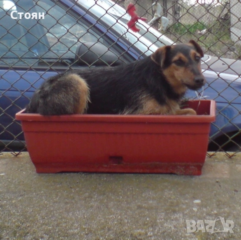 Ягдтериери, снимка 7 - Ягдтериер - 53523678