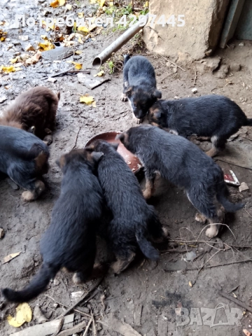 Малки немски овчарки , снимка 10 - Немска овчарка - 52682945