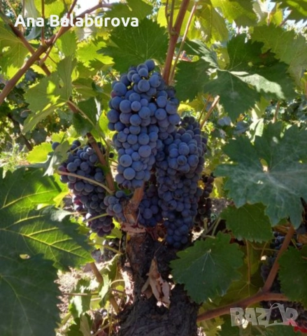 Продавам грозде за вино и ракия, снимка 1