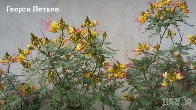 Цезалпиния, Жълта Райска Птица-Последен корен-105см., снимка 3 - Градински цветя и растения - 50765108