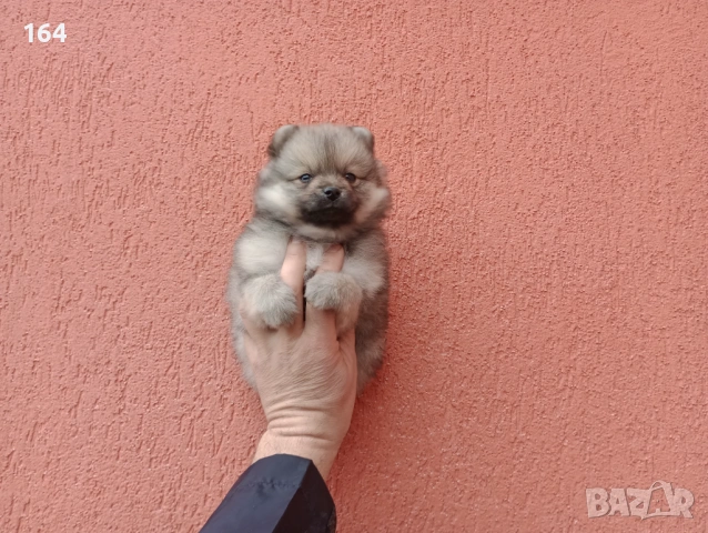 Мъжки Померан. Снимки от 18.02.26 г. , снимка 4 - Померан - 53508637